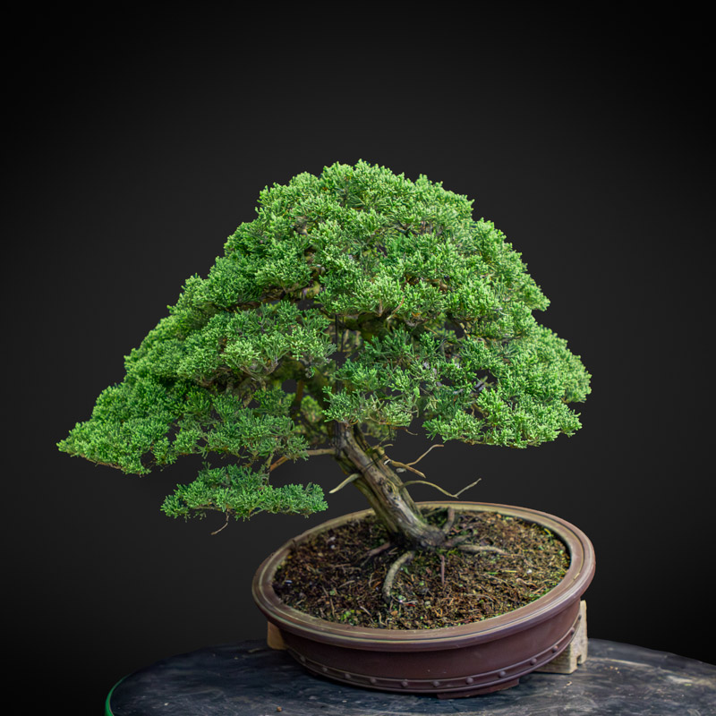 Juniper